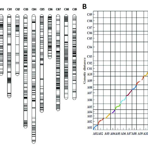 Information of the genetic linkage map. (A) The genetic linkage map ...