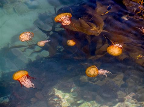 Thriving Sea Jellies Ocean Conservancy