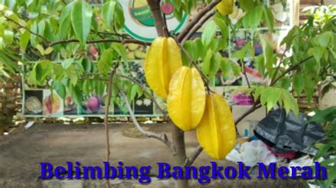 Belimbing Bangkok Merah Youtube