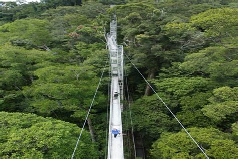 Canopy Walk Ulu Ulu Brunei Canopy Brunei National Parks