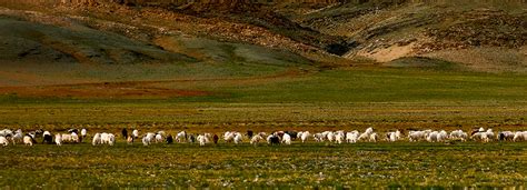 Castilla La Mancha Abona Ayudas A Ganaderos De Ovino Y Caprino En Extensivo