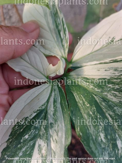 Syngonium Albo Mature Leaves – INDONESIAPLANTS
