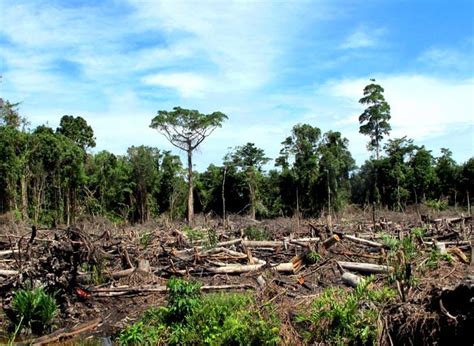 Perambahan Hutan Id