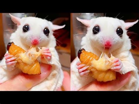 Sugar Glider Eats Cheese Bug Sugar Glider Asmr Eating Cute Baby