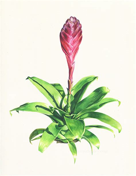 Watercolor Botanical Illustration Behance