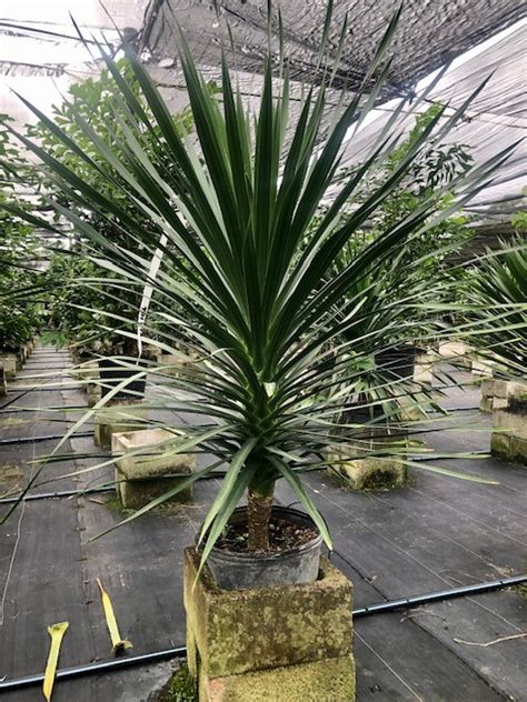 14 Drac Arborea 1ppp 5 6 Tri State Foliage In House Availability