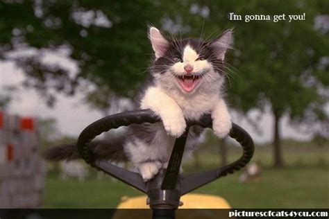 15 best Funny mad cat images on Pinterest | Funny animals, Funny things and Too funny