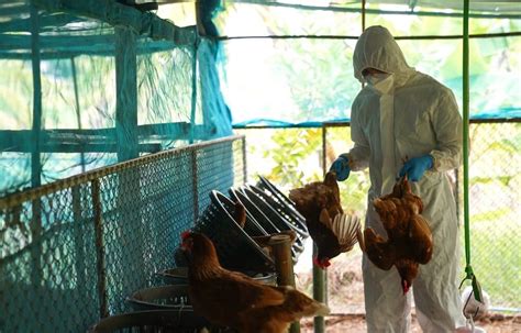 Worst Bird Flu Outbreak Ever Recorded Sweeping Across North America And