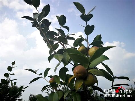 贵州玉屏：打造“中国油茶之乡”历史新名片 国际在线