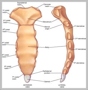 Sternum Xiphoid Process - Graph Diagram