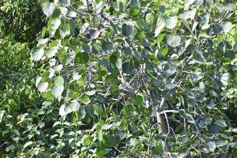 Sacred Fig Leaf Ficus Religiosa L Peepal Tree Bodhi Tree Bo Tree