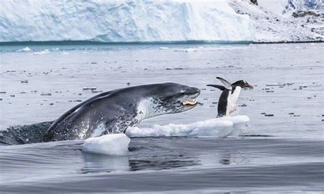 Extraordinaria Foto De Un León Marino Atacando A Un Pingüino Leopard Seal Wildlife Photos