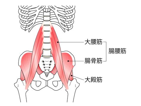 意外と知らない大腰筋（腸腰筋）の正しいストレッチ方法 228 スポーツトレーナー青木