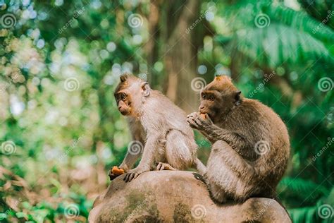 Two Monkeys Sit On A Rock Against The Background Of The Jungle And Eat