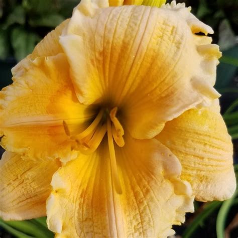 Overdevest Nurseries Lp Hemerocallis Rainbow Rhythm® Orange Smoothie