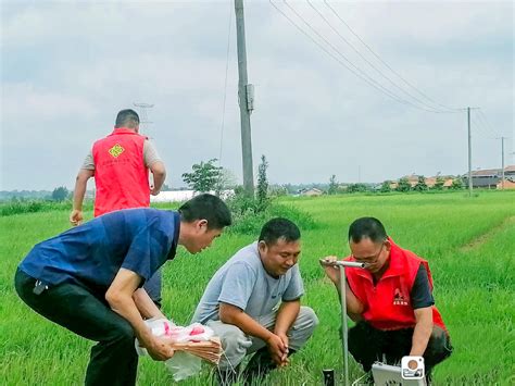 以共同缔造激发土地潜力，孝南区“土地托管”灭荒增粮见实效 湖北日报新闻客户端