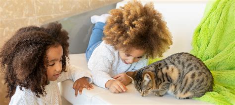 Best Cats for Kids & Tips to Get Along | Litter-Robot