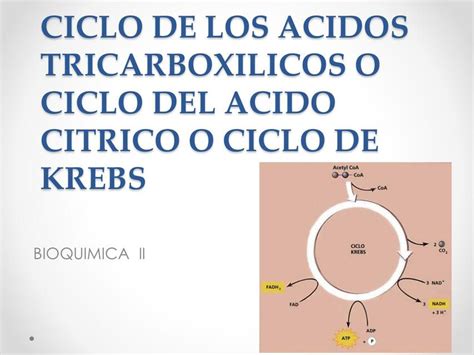 Ciclo de Krebs Mariel A Gutiérrez Saavedra uDocz