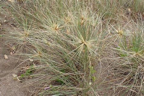 The medical uses of spinifex grass - AusBiz