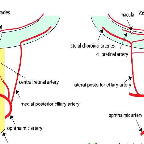 Vascular Supply To The Eye A The Central Retinal Artery Is A Branch