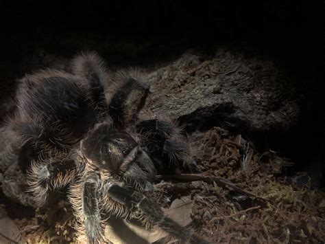 How To Sex A Tarantula — Tarantula Guide Reptiles Amino