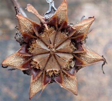 Pale Daggerfig From Heaven In The Langkloof Western District South