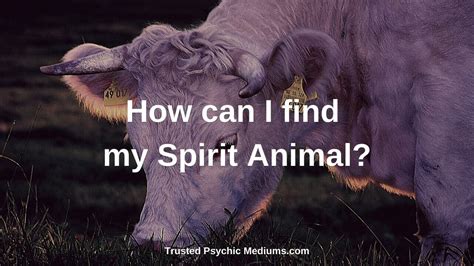 The Cat Spirit Animal - A Complete Guide to Meaning and Symbolism.