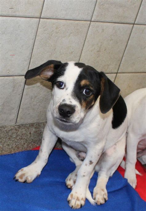 Craigslist Harrisonburg Va Pets