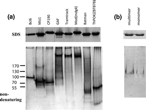 Denaturing And Nondenaturing Polyacrylamide Gel Electrophoresis A Of Download Scientific