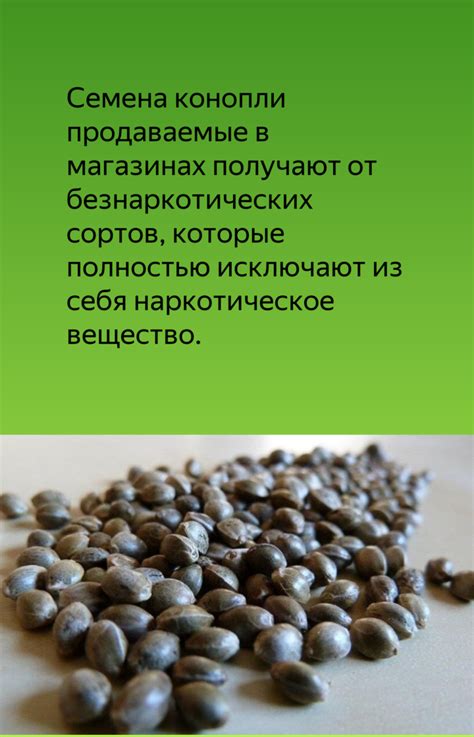 Конопляные семена: польза и вред, как употреблять, советы