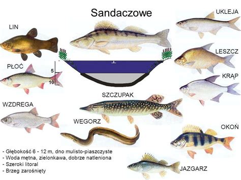 Ryby słodkowodne Polski ppt pobierz