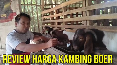 Review Harga Kambing Boer Di Kandang Mas Nur Esa Blitar Youtube