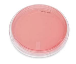 MSA Mannitol Salt Agar Plates | Boreal Science