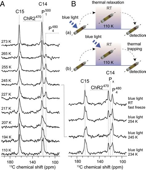 Enlightening The Photoactive Site Of Channelrhodopsin 2 By DNP Enhanced