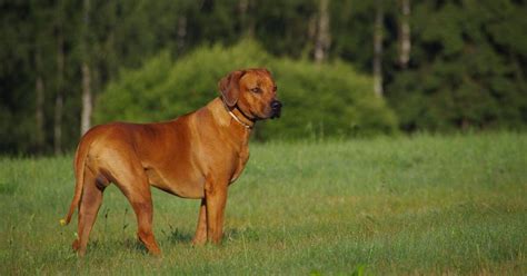 Rhodesian Ridgeback Annonces Actuellement Vendre Ou Adopter