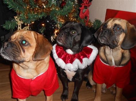 Christmas Puggles Looks A Lot Like Mine Tiere