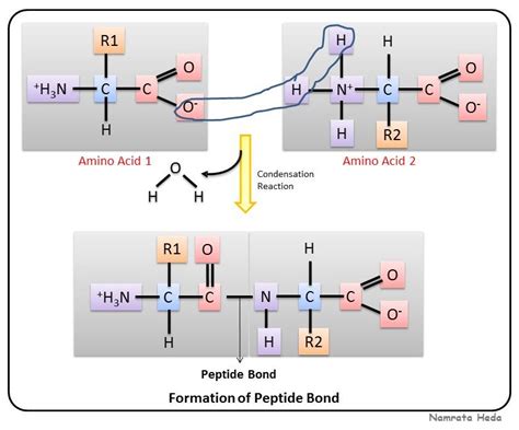 Peptide Bonds Form Between Fatty Acids