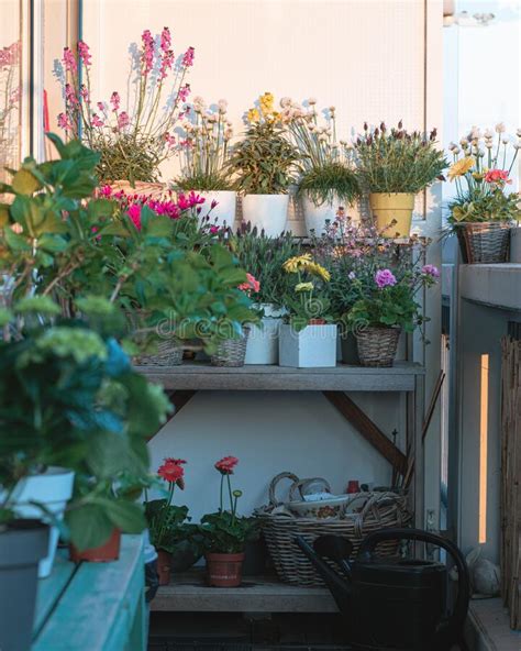 Balcony Plants And Flowers Small Baccony Ideas Comcept Balcony