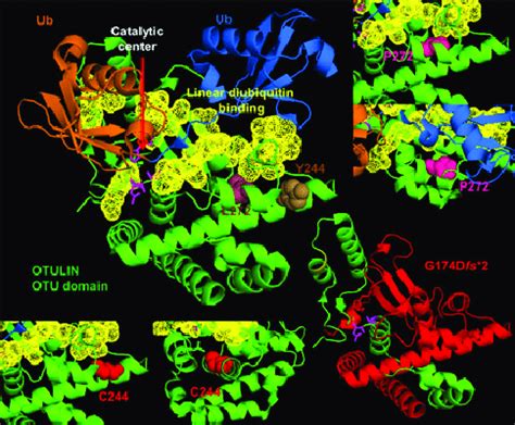 Fig S2 Schematic Of OTULIN Protein Domains And Positions And