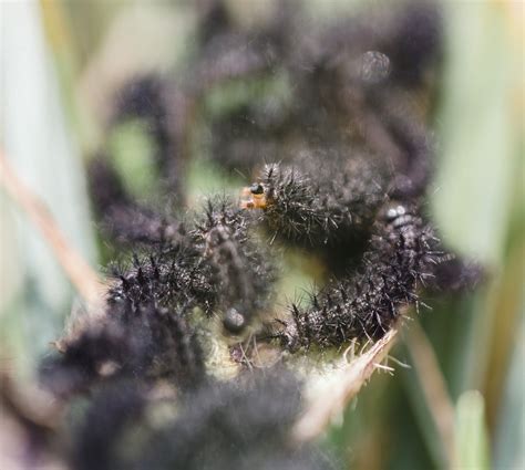 Butterfly Conservation — harperbphotos