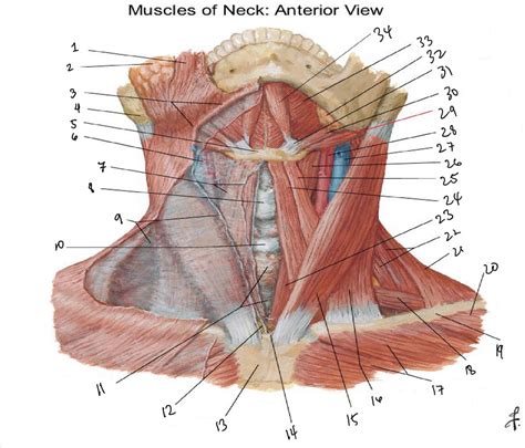 Neck Muscles Diagram | Quizlet