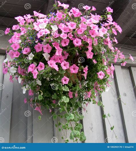 Hanging Basket Filled With Pink And White Petunia Flowers Stock Photo