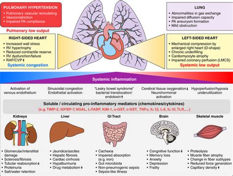 Revised Definition Of Pulmonary Hypertension And Approach