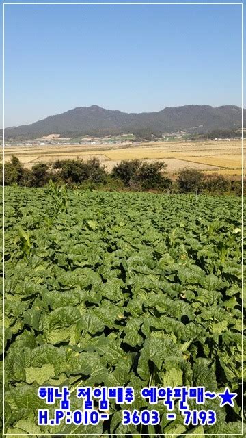 해남에서 만나는 해남배추 주문 그러면 김장준비는 끝