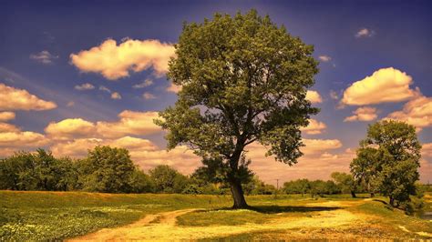 Arbre fond écran 2 Fond d écran Ultra HD