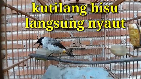 100 PASTI NYAUT KUTILANG BAHAN DI PANCING SUARA BURUNG KUTILANG