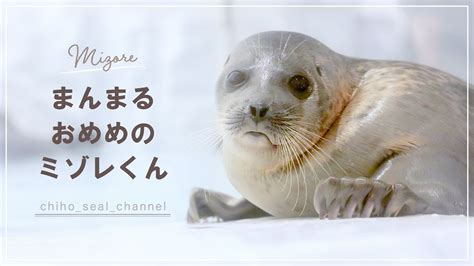 【まるすぎるアザラシ】 まんまるおめめのミゾレくん （ringed Seal Mizore） Youtube