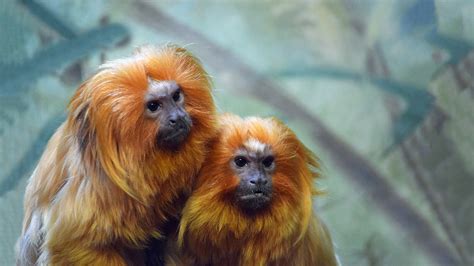 Golden Lion Tamarin | Elmwood Park Zoo