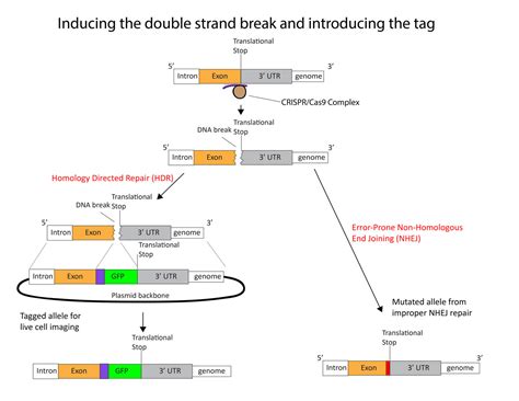 Plasmids for Endogenous Gene Tagging in Human Cells