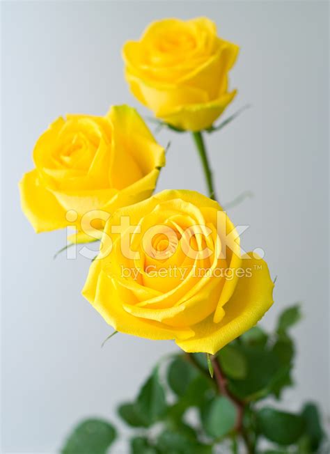 Yellow Roses Images Infoupdate Org